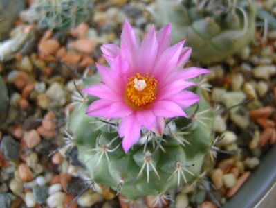 Turbinicarpus viereckii