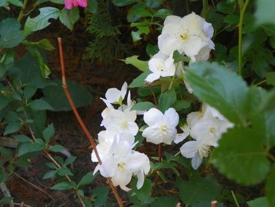 philadelphus variegata