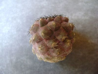 Copiapoa hypogea, lastar