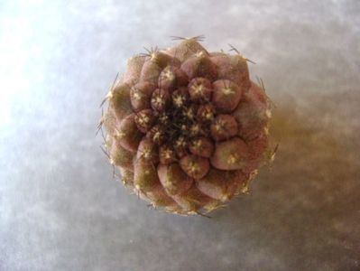 Copiapoa hypogea, lastar