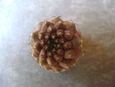 Copiapoa hypogea, lastar