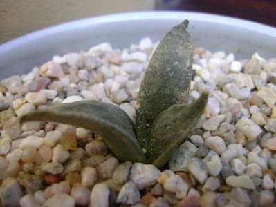 Ariocarpus trigonus Olmo