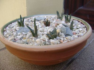 Grup de 9 Ariocarpus; A. scaphirostris (2 ex.)
A. furfuraceus
A. lloydii
A. confusus
A. trigonus Horaceki
A. fissuratus
A. agavoides Tula
A. bravoanus
