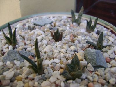 Grup de 9 Ariocarpus; A. scaphirostris (2 ex.)
A. furfuraceus
A. lloydii
A. confusus
A. trigonus Horaceki
A. fissuratus
A. agavoides Tula
A. bravoanus
