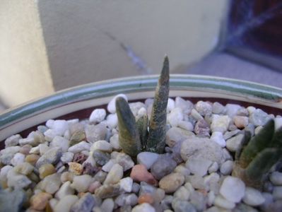 Ariocarpus confusus