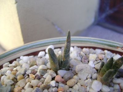 Ariocarpus confusus