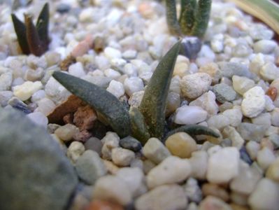 Ariocarpus trigonus Horaceki