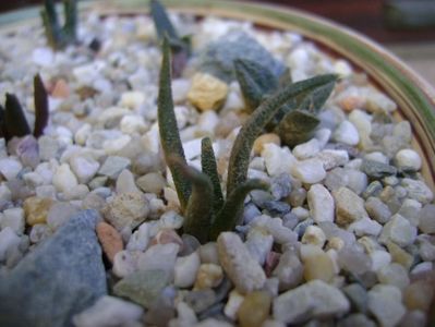 Ariocarpus agavoides Tula