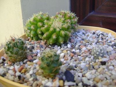 Grup de 4 cactusi; Echinocactus grusonii v. brevispinus
Echinofossulocactus sp.
Coryphantha sp.
Escobaria vivipara v. alversonii
