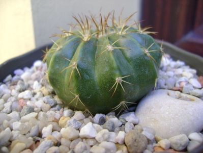 Melocactus caesius, Maintequia, Venezuela