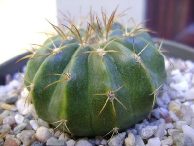 Melocactus caesius, Maintequia, Venezuela