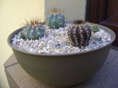 Grup de 5 cactusi; Uebelmania pectinifera 
Melocactus azureus 1
Melocactus azureus 2
Melocactus uebelmannii
Melocactus guitartii
