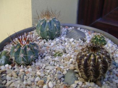 Grup de 5 cactusi; Uebelmania pectinifera 
Melocactus azureus 1
Melocactus azureus 2
Melocactus uebelmannii
Melocactus guitartii
