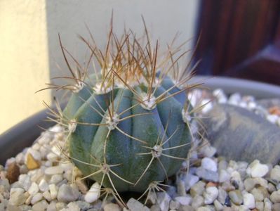 Melocactus azureus 2