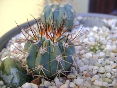 Melocactus azureus 1