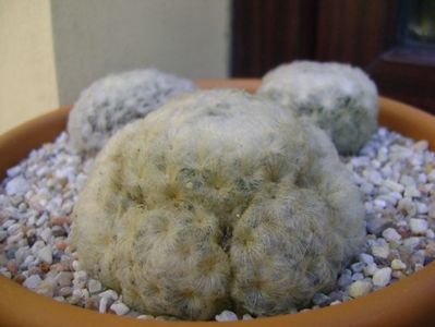 Grup de 2 Mammillaria plumosa; Mammillaria plumosa
Mammillaria plumosa v. roseiflora
