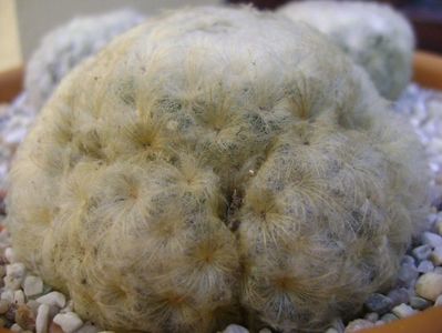 Mammillaria plumosa