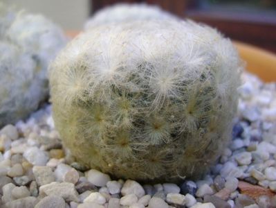 Mammillaria plumosa v. roseiflora