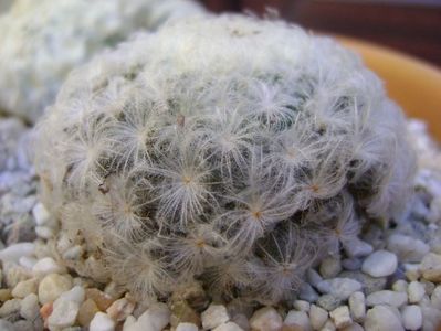 Mammillaria plumosa