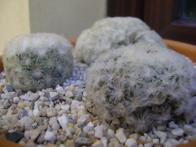 Grup de 2 Mammillaria plumosa; Mammillaria plumosa
Mammillaria plumosa v. roseiflora
