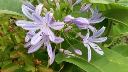 agapanthus bleo