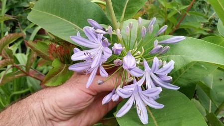 agapanthus bleo