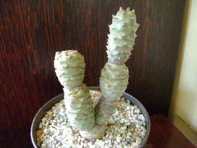 Tephrocactus articulatus v. inermis