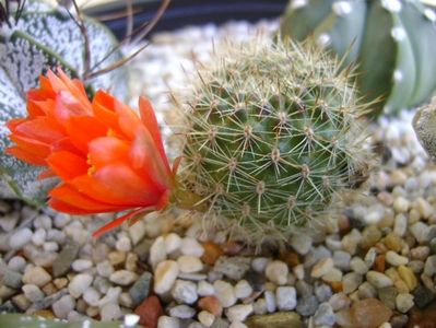 Aylostera (rebutia) fiebrigii