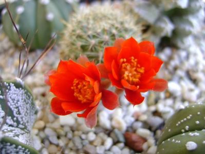 Aylostera (rebutia) fiebrigii