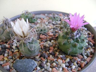 Turbinicarpus viereckii