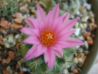 Turbinicarpus viereckii