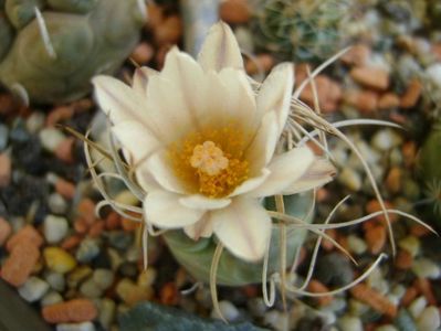 Turbinicarpus macrochele v. kupcakii