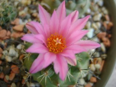 Turbinicarpus viereckii