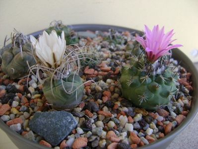 Turbinicarpus macrochele v. kupcakii