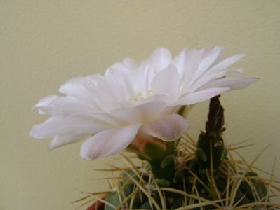 Gymnocalycium monvillei