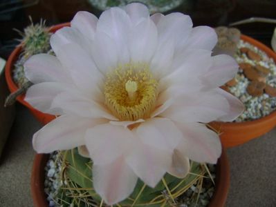 Gymnocalycium monvillei