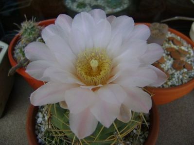 Gymnocalycium monvillei