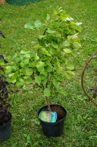 Cotinus Golden Spirit