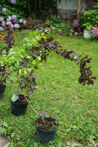 Cotinus coggygria royal purple