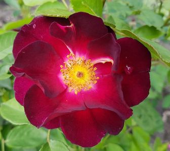 Night Owl. Urcator; Bred by Tom Carruth. Large-Flowered Climber. Moderate, clove, spice, sweet fragrance.  Blooms in flushes throughout the season. Height (305 to 425 cm).
