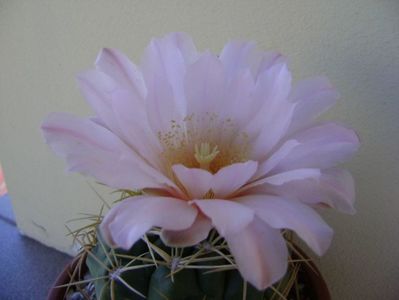 Gymnocalycium monvillei