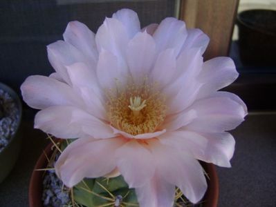 Gymnocalycium monvillei