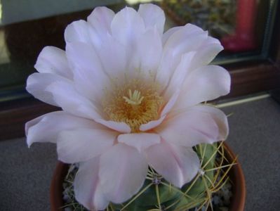 Gymnocalycium monvillei