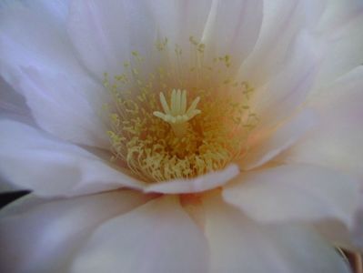 Gymnocalycium monvillei