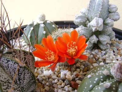 Aylostera (rebutia) fiebrigii