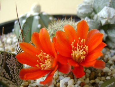 Aylostera (rebutia) fiebrigii