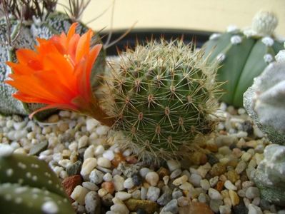 Aylostera (rebutia) fiebrigii