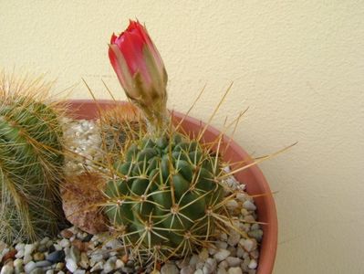 Lobivai aculeata (Echinopsis pentlandii)