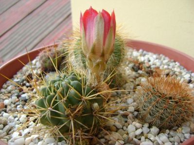 Lobivai aculeata (Echinopsis pentlandii)