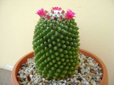 Mammillaria polythele cv. Stachellos